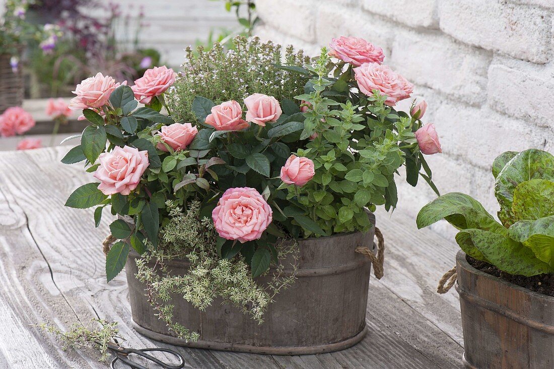 Small wooden tub with Rose chinensis, thyme