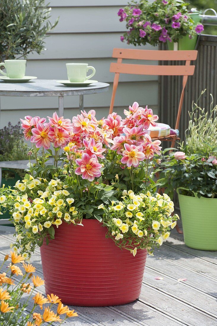 Roter Plastikbottich mit Dahlia (Dahlien), Calibrachoa 'Neo Yellow'