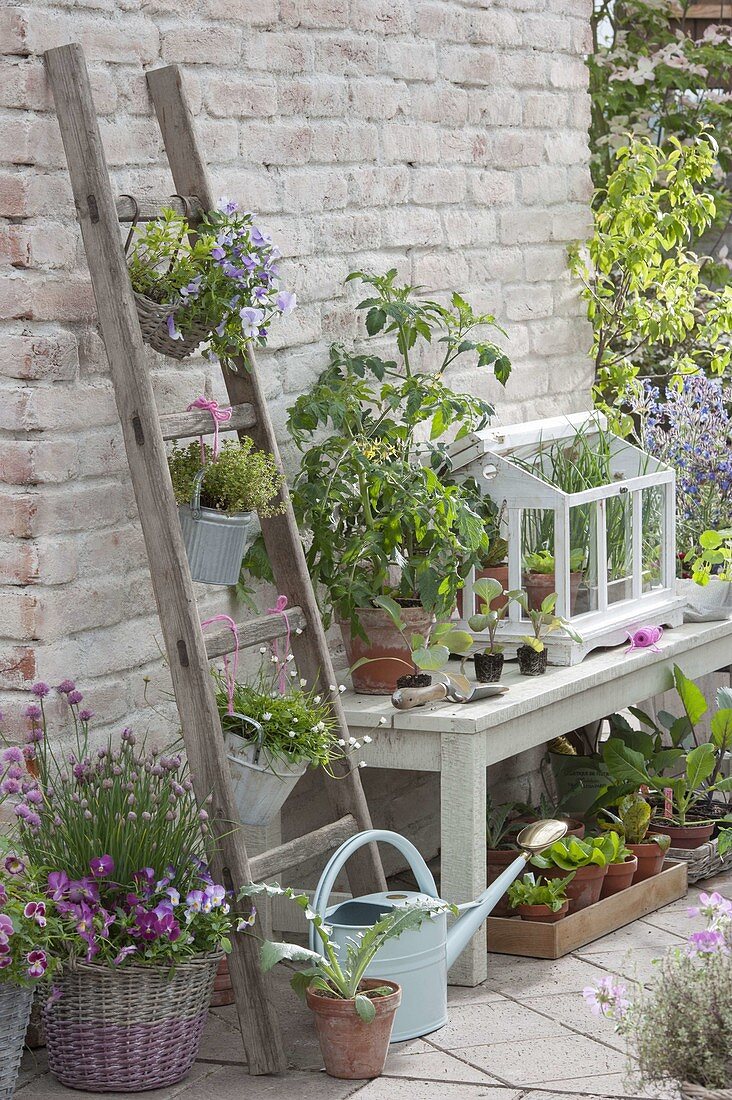 Terrace with preferred young plants and herbs