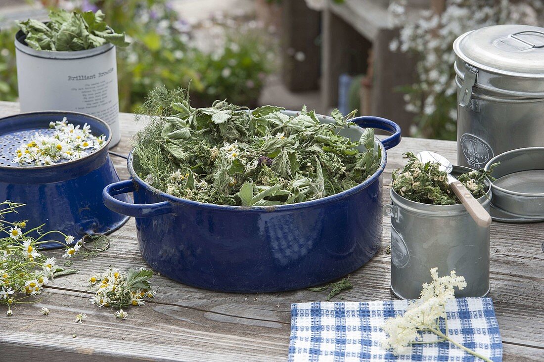 Blue Enamel Pot with Dried Tea Herb Blackberry leaves