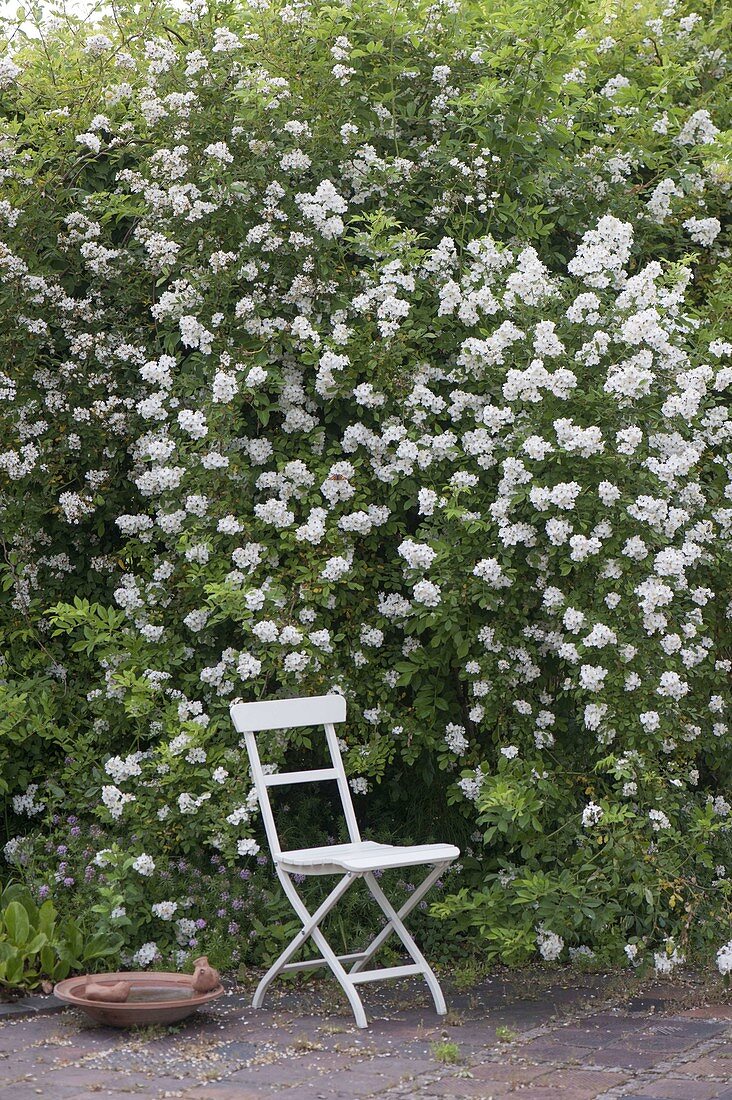 Seating next to fragrant Rosa multiflora, birdbath