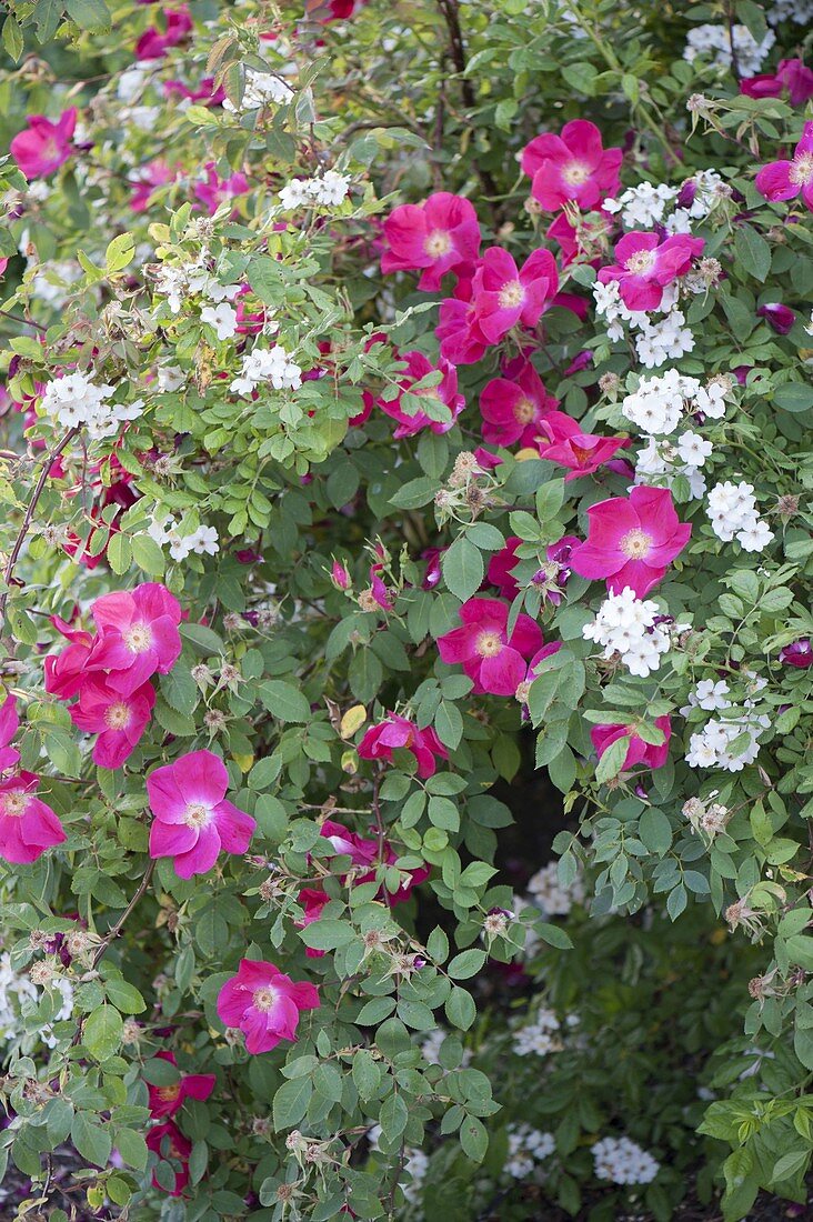 Rosa gallica 'Scarlet Glow' and R. multiflora grow together