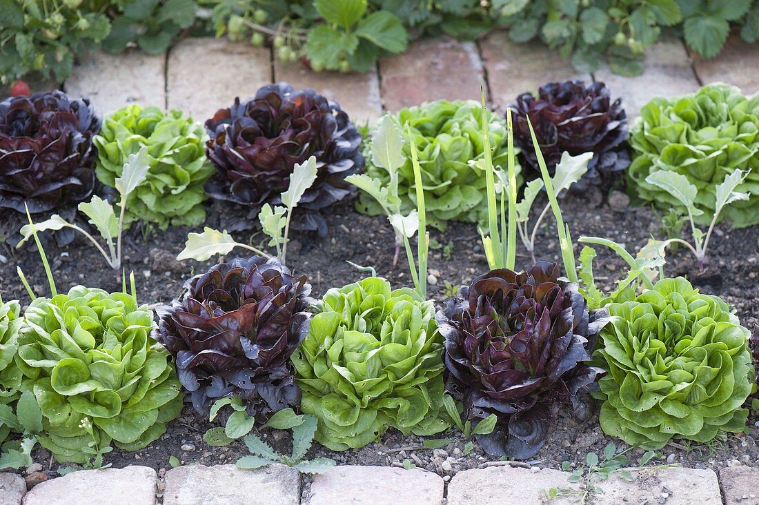 Kopfsalat Salanova 'Descartes' grün, 'Seurat' schwarzrot (Lactuca)