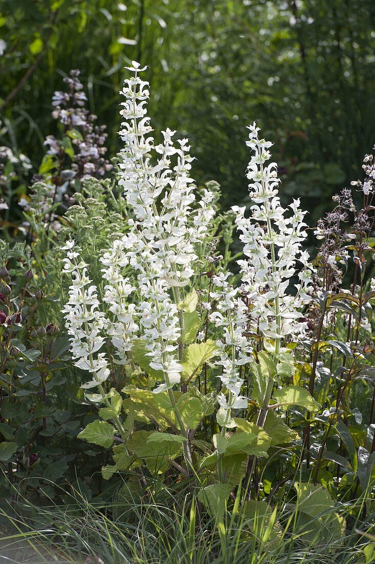 Salvia sclarea var. Turkestanica 'Alba' White-Blooming Clary Sage