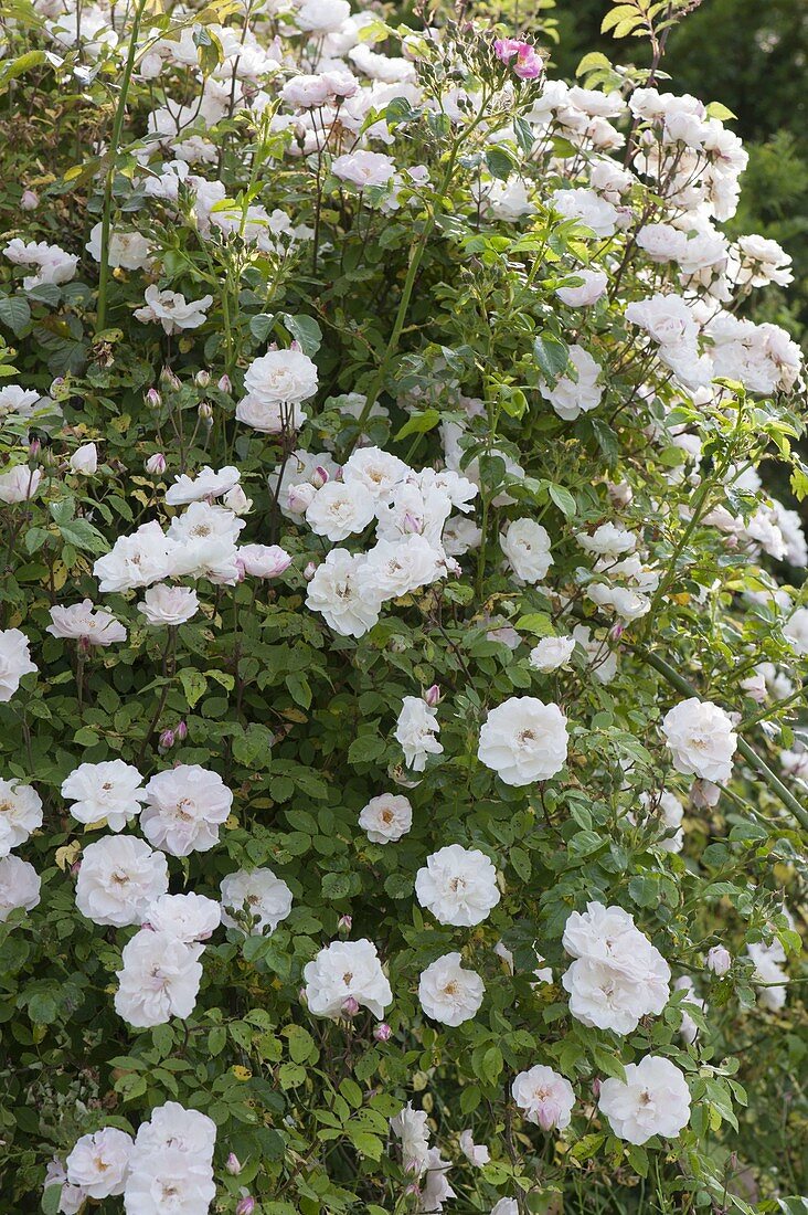 Rosa 'Bobby James' (Ramblerrose), einmalbluehend, stark duftend