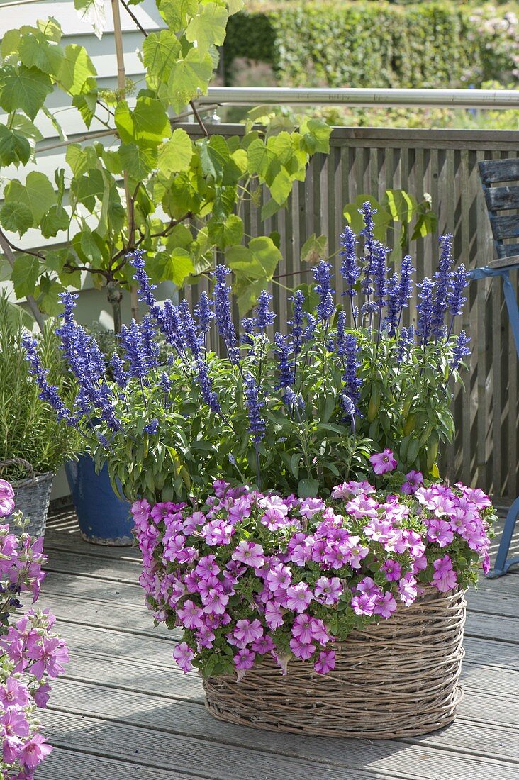 Basket with Salvia farinacea 'Midnight Candle' (flour sage) and Petunia 'Picasso'.