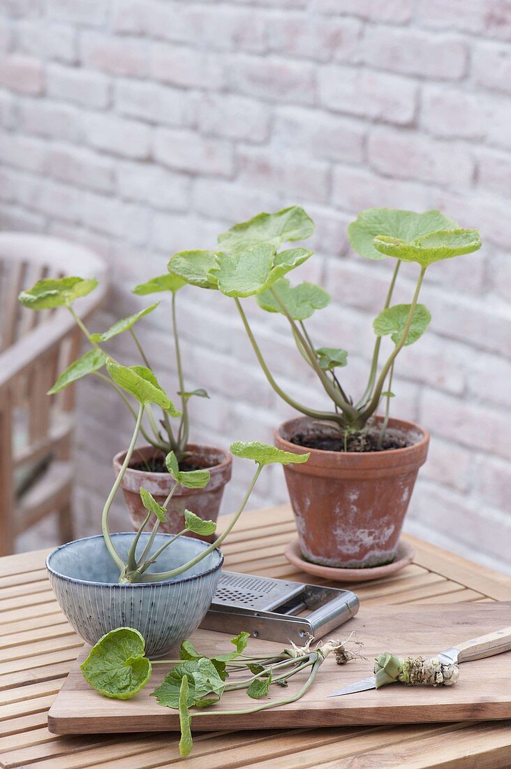 Wasabi (Eutrema japonica), auch Japanischer Meerrettich, Wassermeerrettich