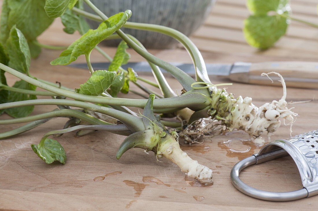 Wasabi, also Japanese horseradish, water horseradish