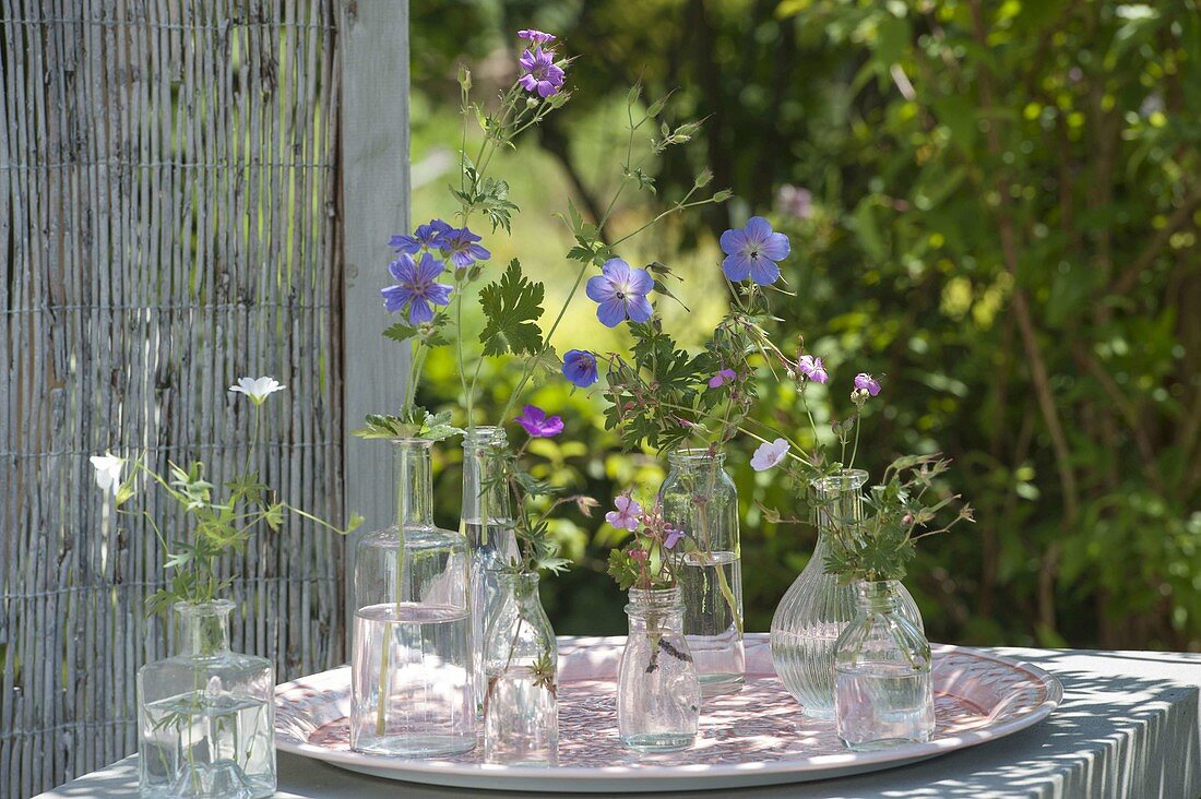 Geranium - Sorten einzeln in Flaschen