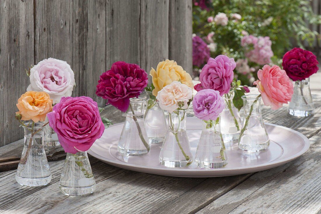 Variety of roses across the garden