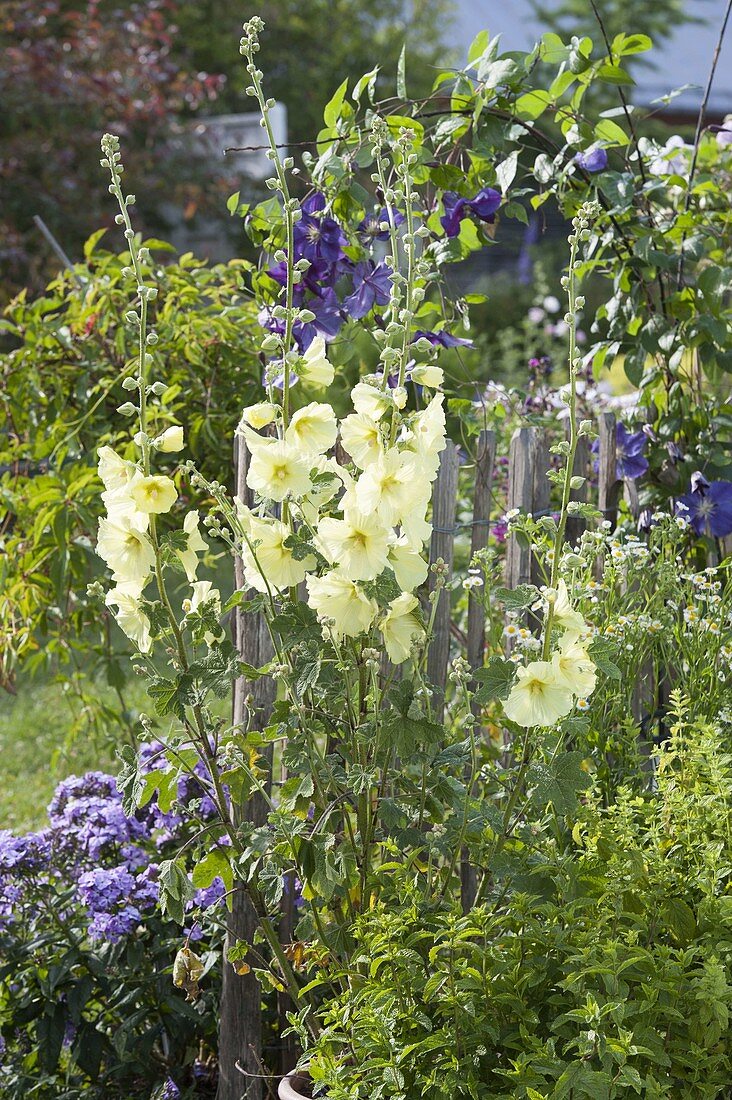 Alcea rugosa (Yellow Hollyhock, Russian Hollyhock)