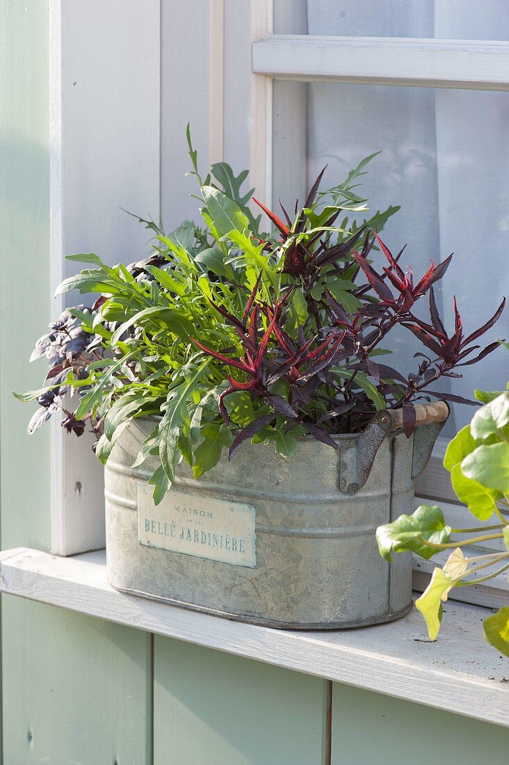 Zinc jardiniere with herbs at the window