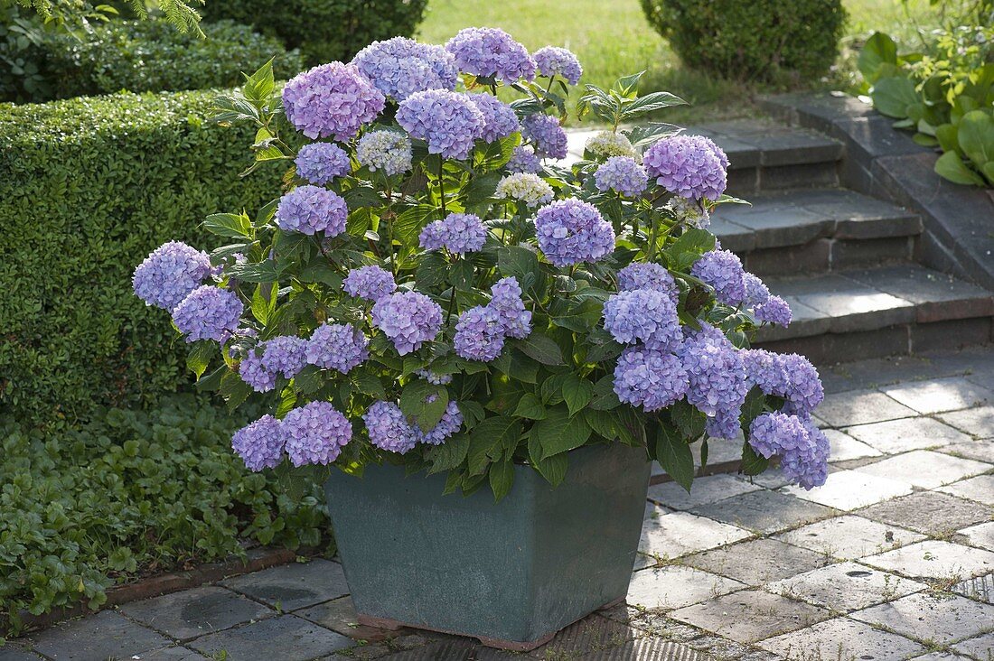 Hydrangea 'Endless Summer' (hydrangea) in green bucket