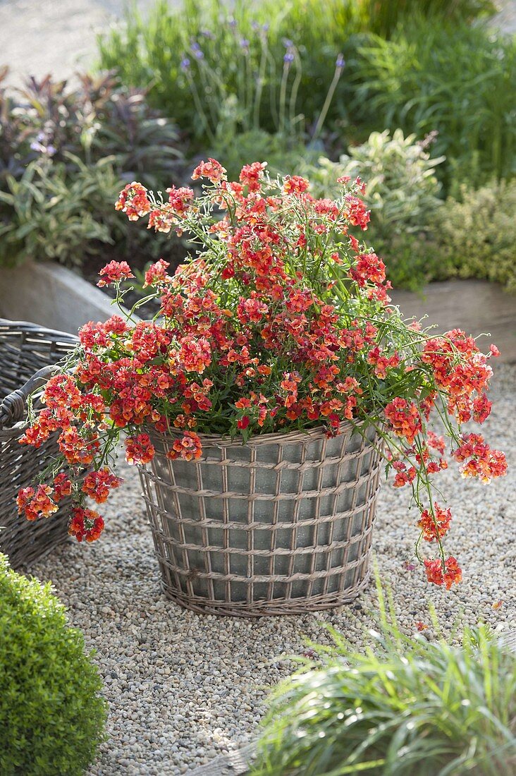 Nemesia Sunsatia plus 'Clementine' in pot inside basket