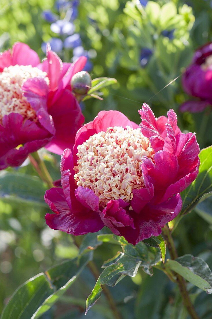 Paeonia lactiflora 'Tom Eckardt' (precious peony)