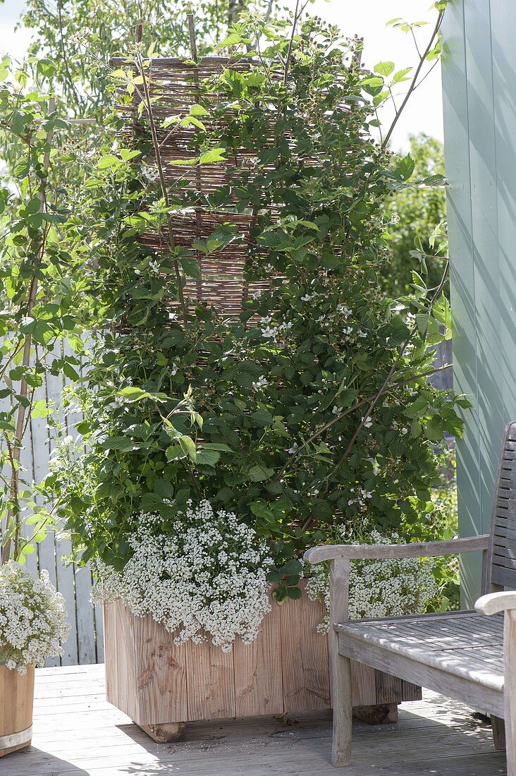 Plant box with blackberry and summer flowers