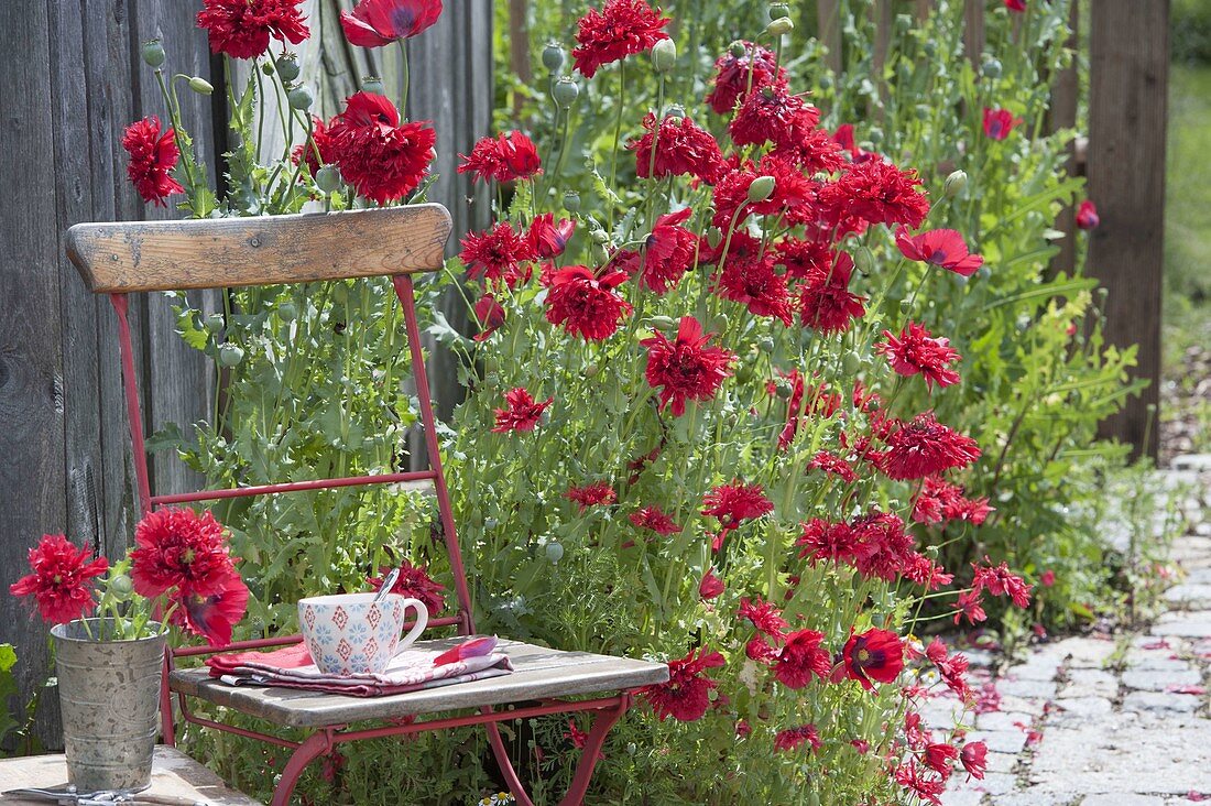 Chair next to Papaver somniferum 'Red Pom Pom' (opium poppy)