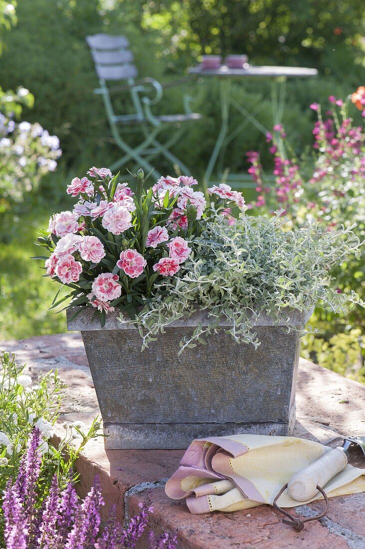 Zinc box with Dianthus 'White and Red' (carnations) and Helichrysum 'Silver'.