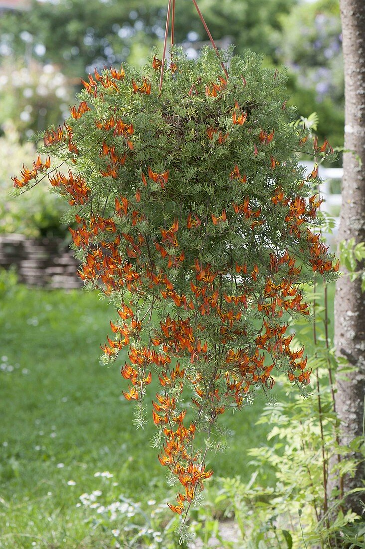 Ampel mit Lotus maculatus (Gefleckter Hornklee) an Baum gehängt