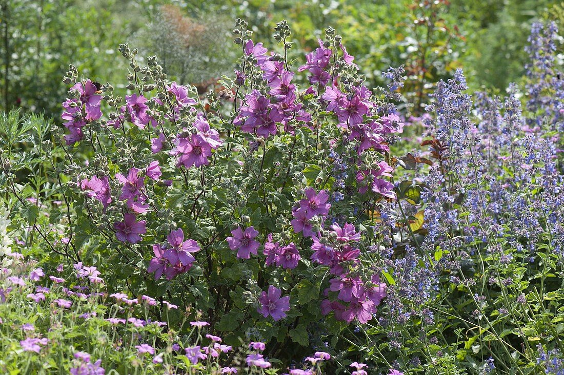 Lavatera thuringiaca 'Rosea' (Thuringian shrub poplar)