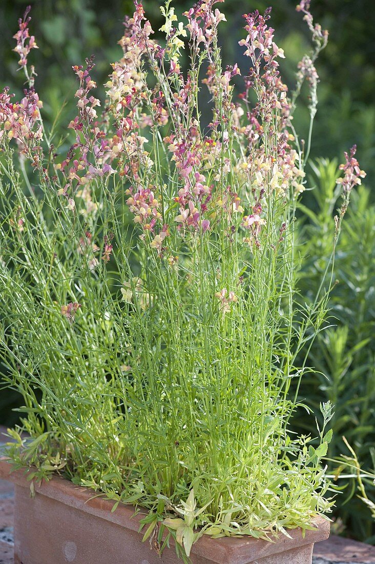 Linaria maroccana 'Peach' in terracotta box