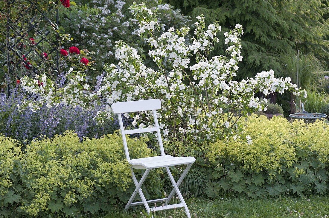 Philadelphus 'Belle Etoile' in flowerbed