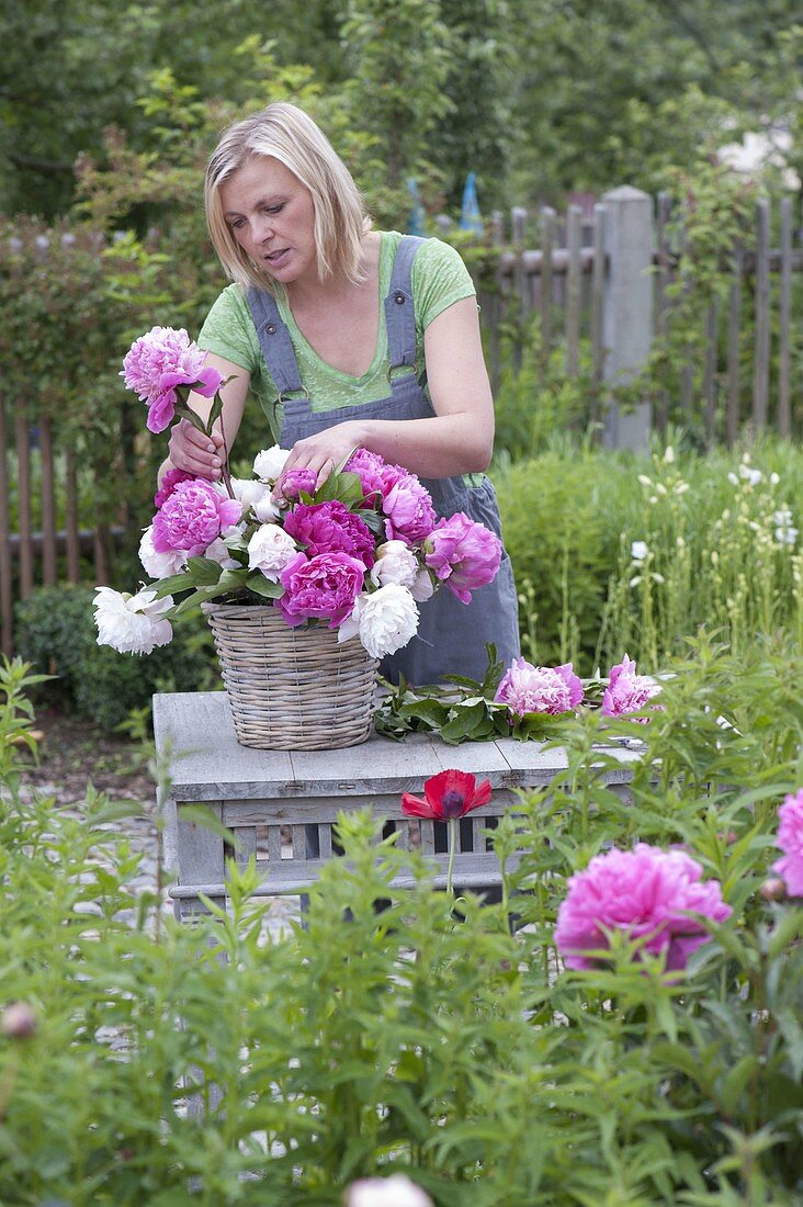 Frau steckt pink - weissen Strauss aus Paeonia (Pfingstrosen) und Gräsern