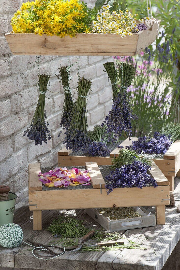 Tea and medicinal herbs hung to dry and spread