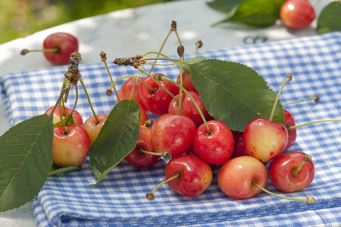 Sweet cherry, cartilage cherry 'Great princess' syn. 'Napoleon'