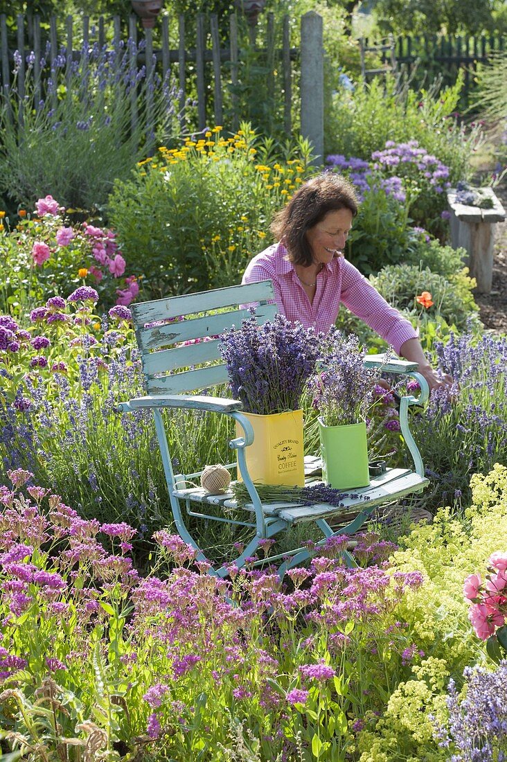 Chair with freshly cut lavender (Lavandula)