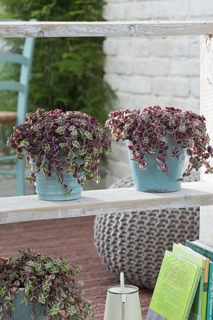 Crassula marginalis in turquoise pots on the shelf