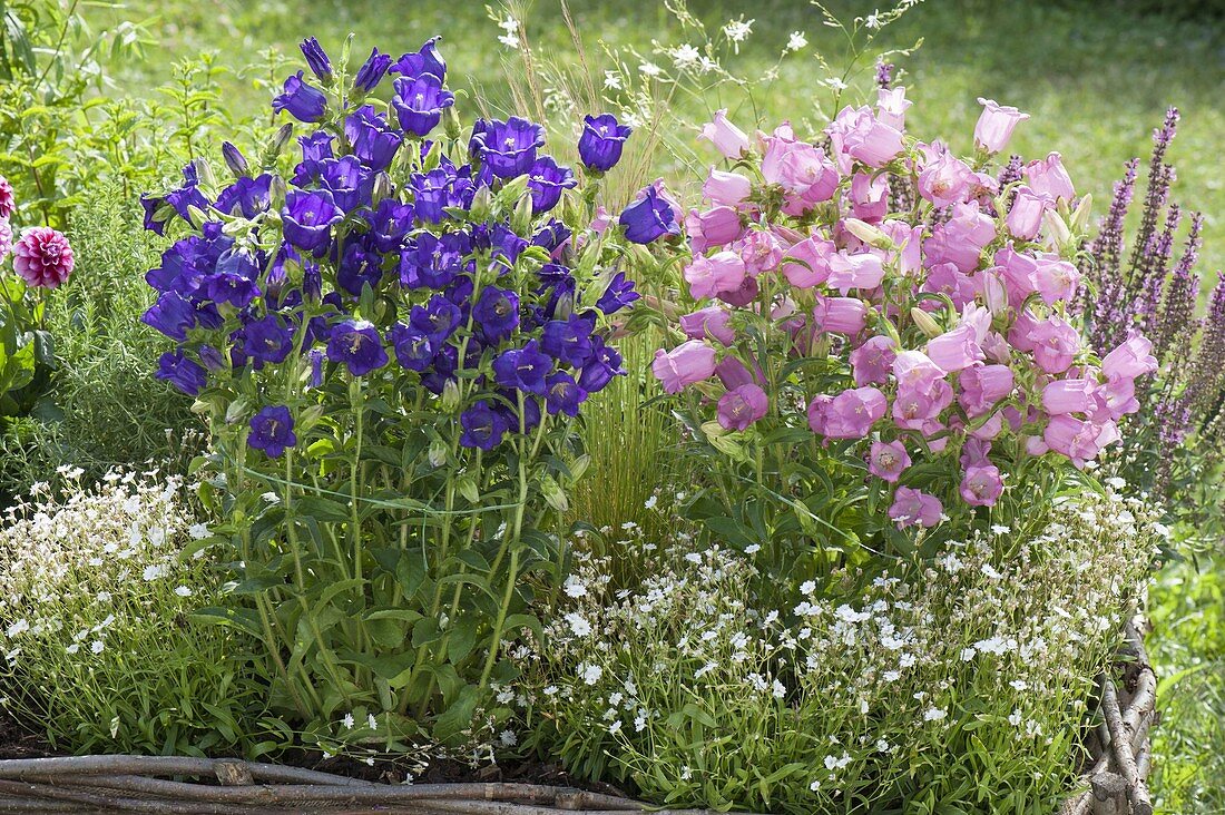 Campanula medium (Marienglockenblume) und Silene (Leimkraut)