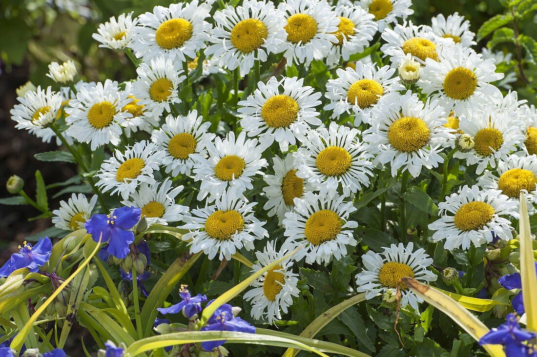 Leucanthemum x superbum 'Lacrosse' (summer marguerite)