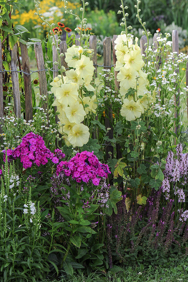 Alcea rugosa (Yellow Hollyhock, Russian Hollyhock)