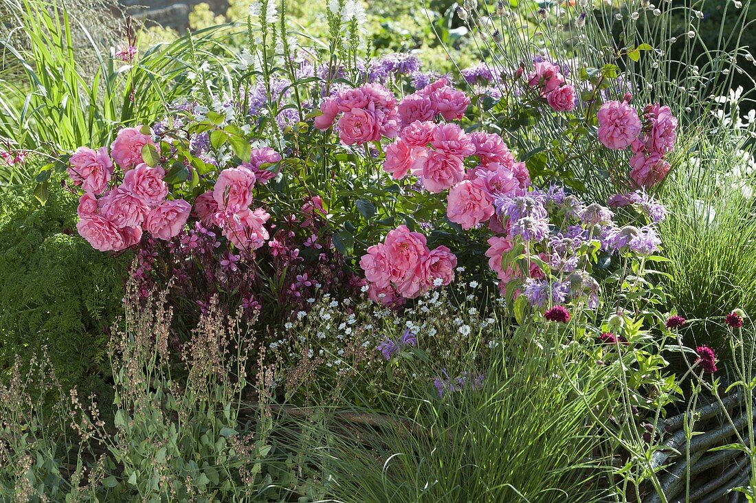 Rose 'Magic Meidiland', Gaura 'Lillipop pink', Monarda