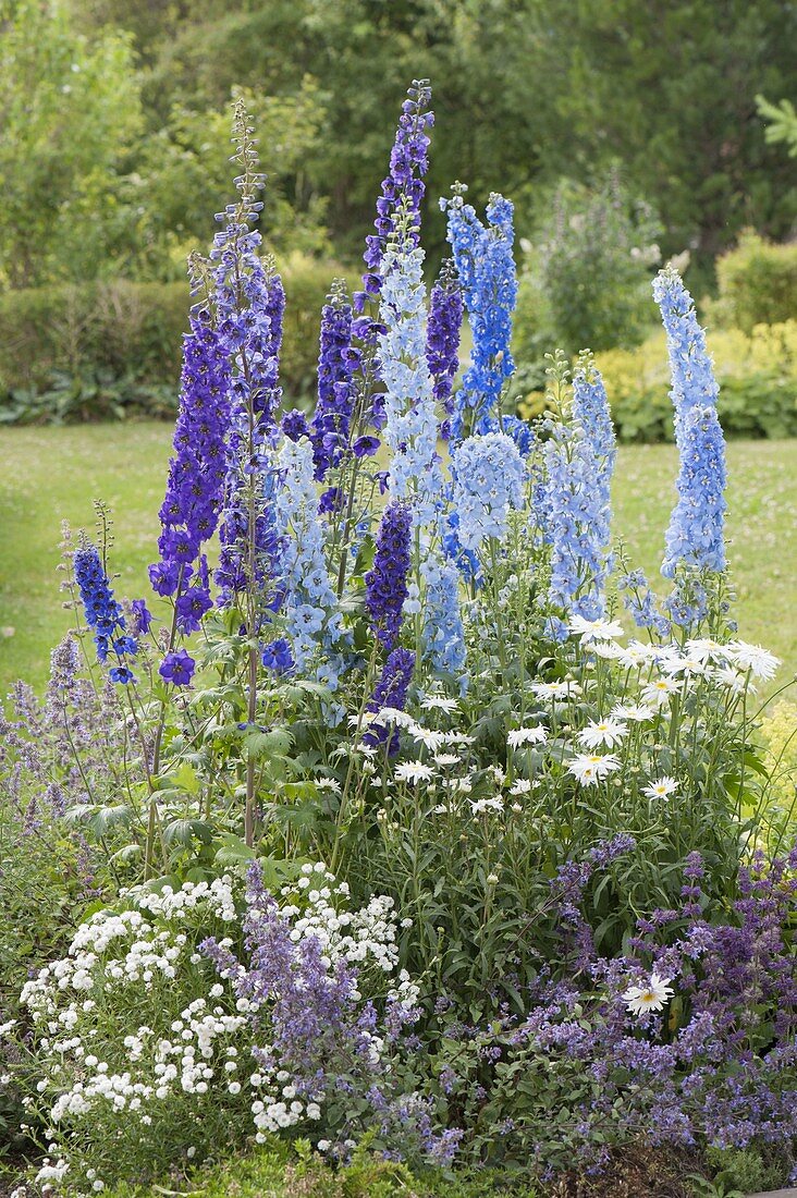 Blau-weisses Staudenbeet : Delphinium (Rittersporn)