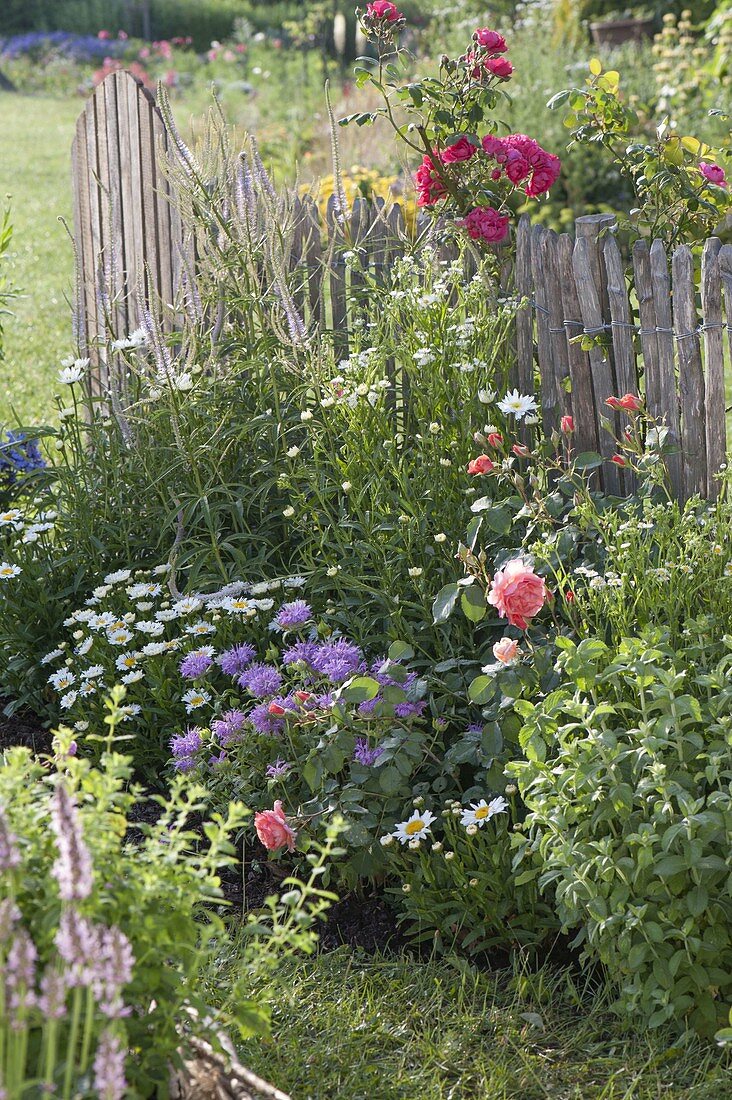 Summer bed with perennials and roses at the fence