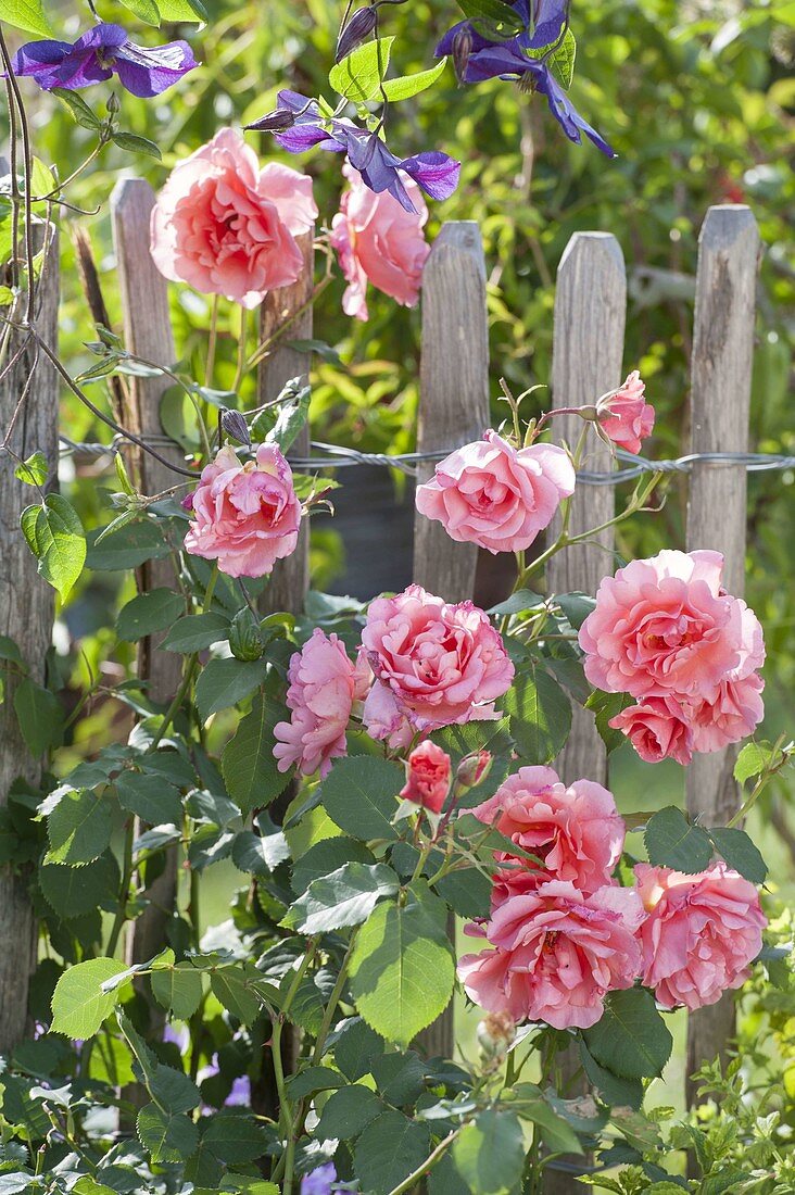 Rosa 'Schloss Bad Homburg' at the fence, often flowering