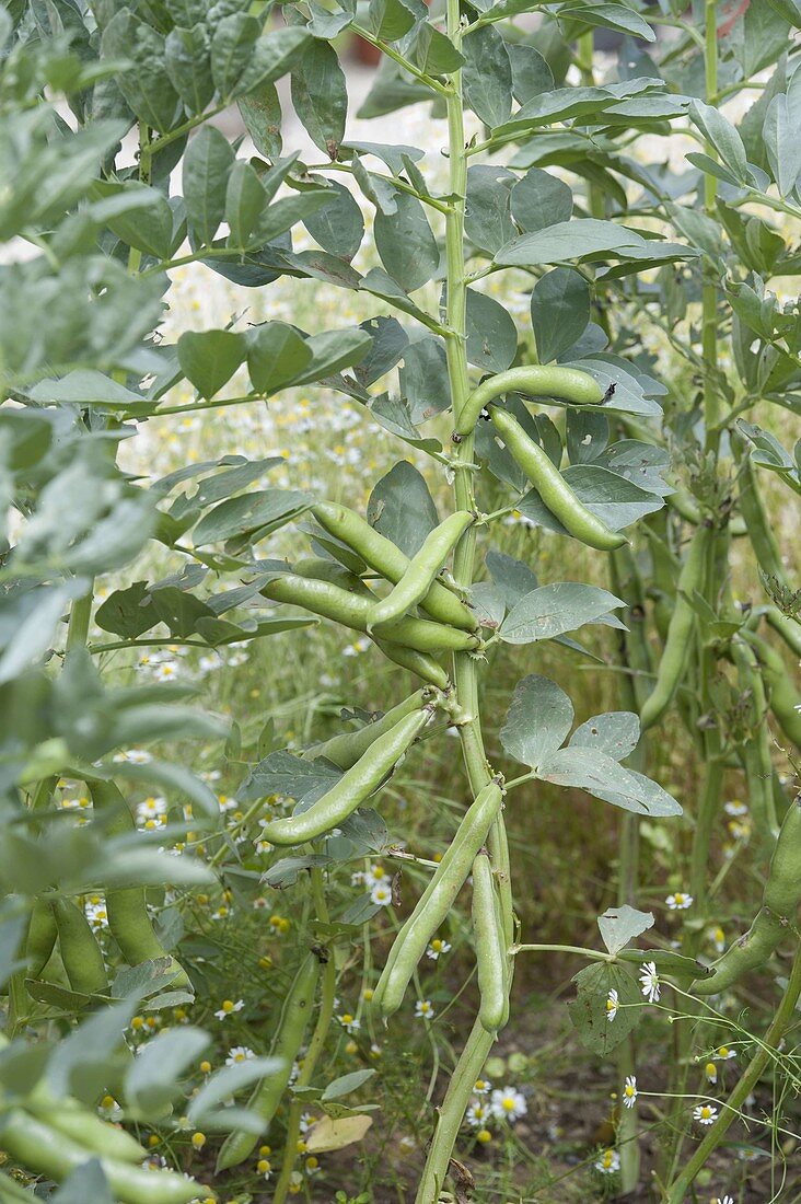 Field bean (bell bean), also broad bean, pork bean, fava bean