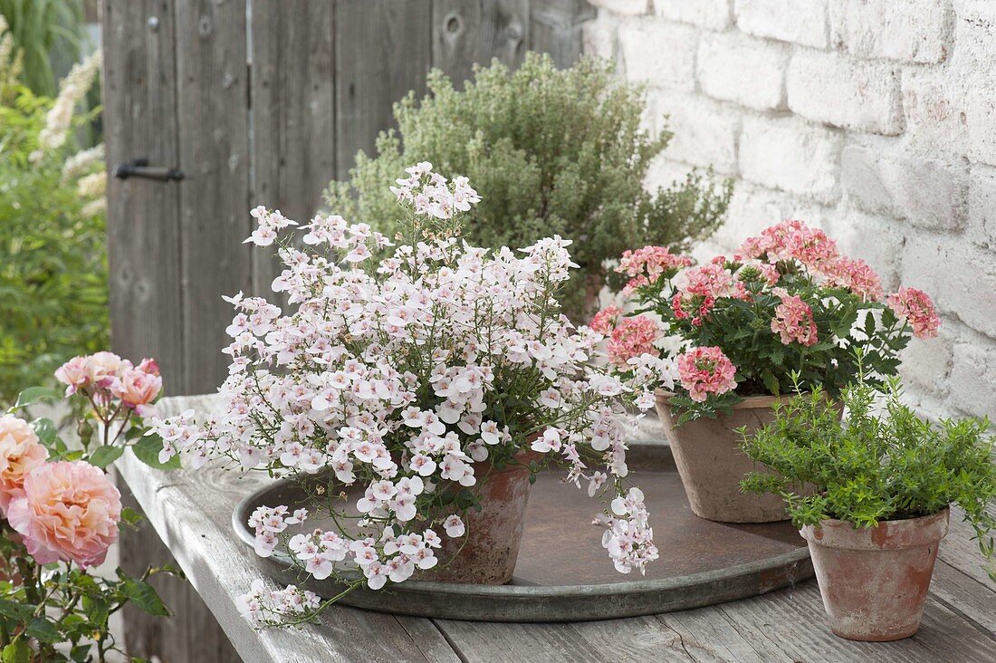 Tontöpfe mit Diascia Breeze 'Pastel' (Elfensporn), Verbena 'Voodoo Salmon