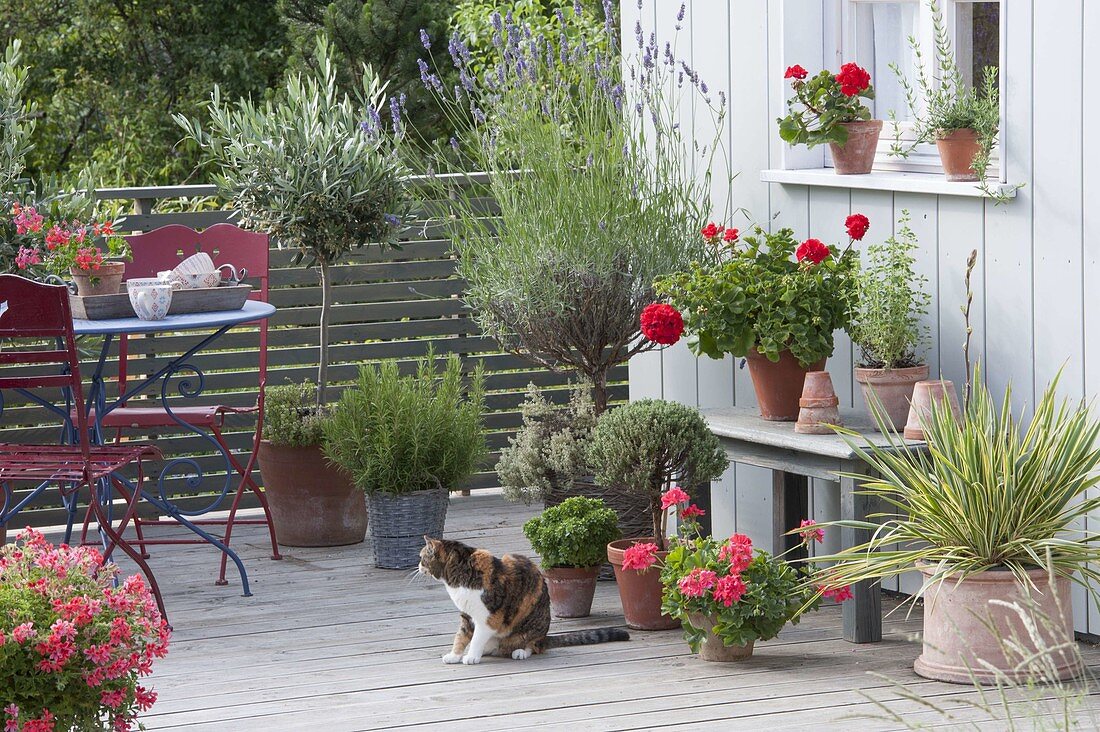 Mediterranean balcony with lavender trunk, Olea europaea