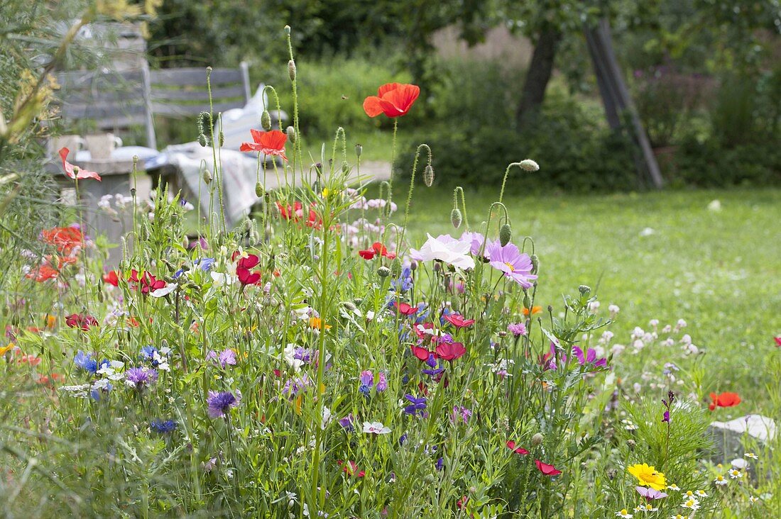 Colorful Veitshöchheim meadow summer flower mixture