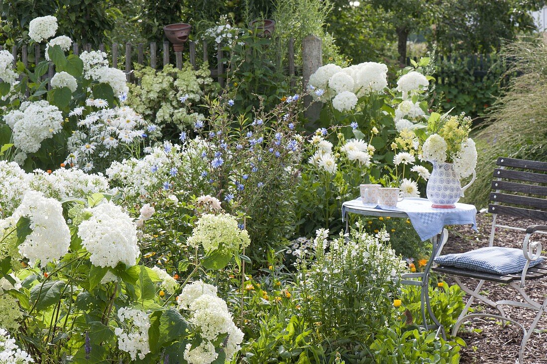 Small seating place at the white Hydrangea 'Annabelle' flowerbed