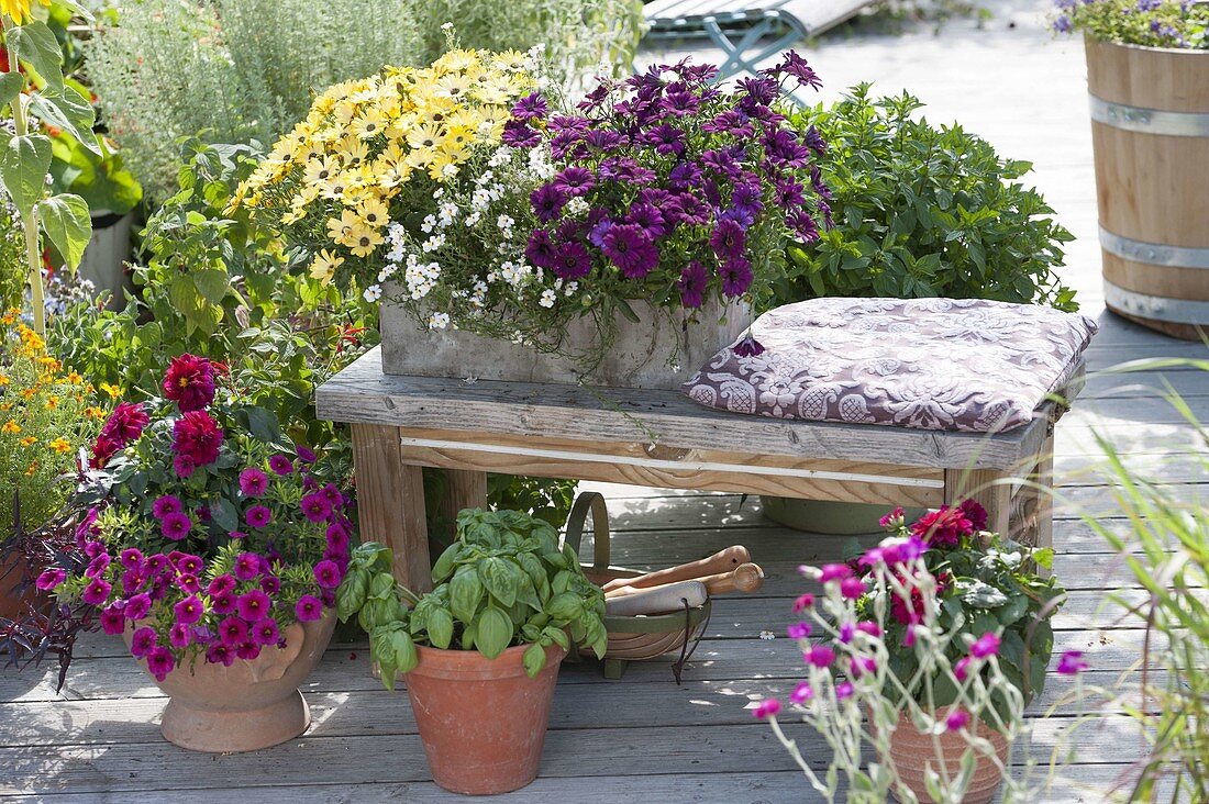 Osteospermum 'Banana Symphony', 'Magenta' with Nemesia