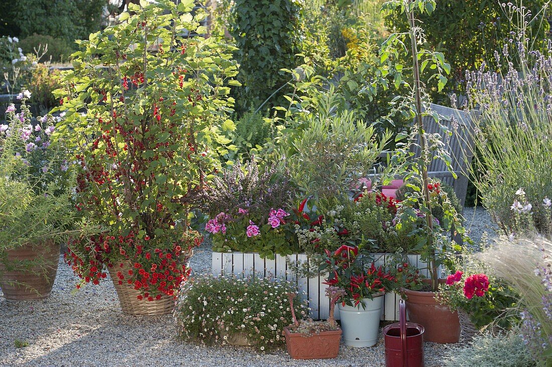 Redcurrants 'Rolan' planted with Calibrachoa