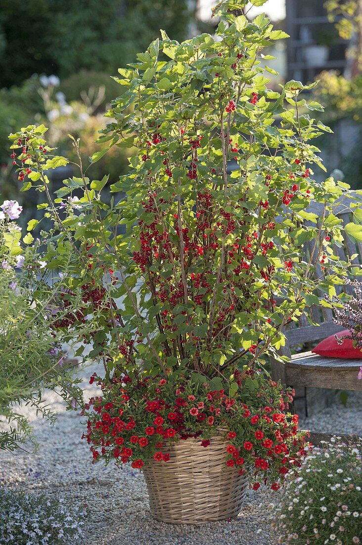 Redcurrants 'Rolan' planted with Calibrachoa