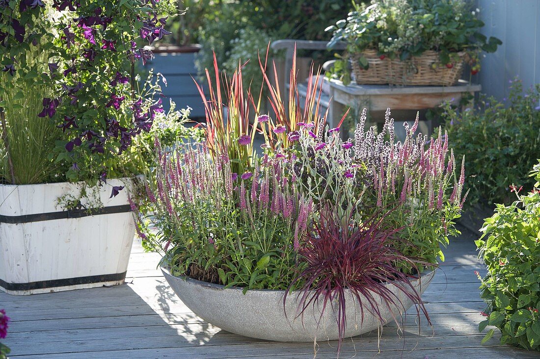 Graue Schale mit Veronica spicata 'Rotfuchs' (Rosaroter Ehrenpreis)