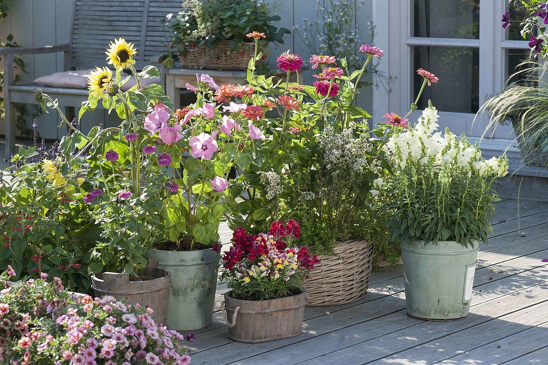 Sommerterrasse mit selbstausgesaeten Blumen