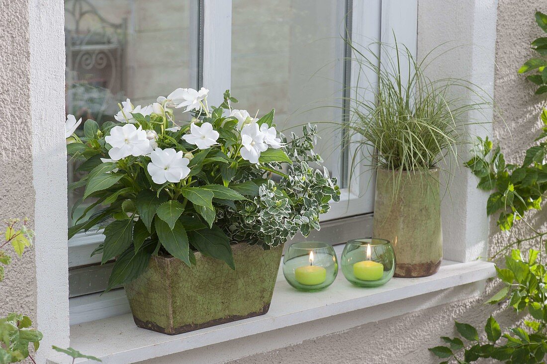 Small box with Impatiens New Guinea and Euonymus