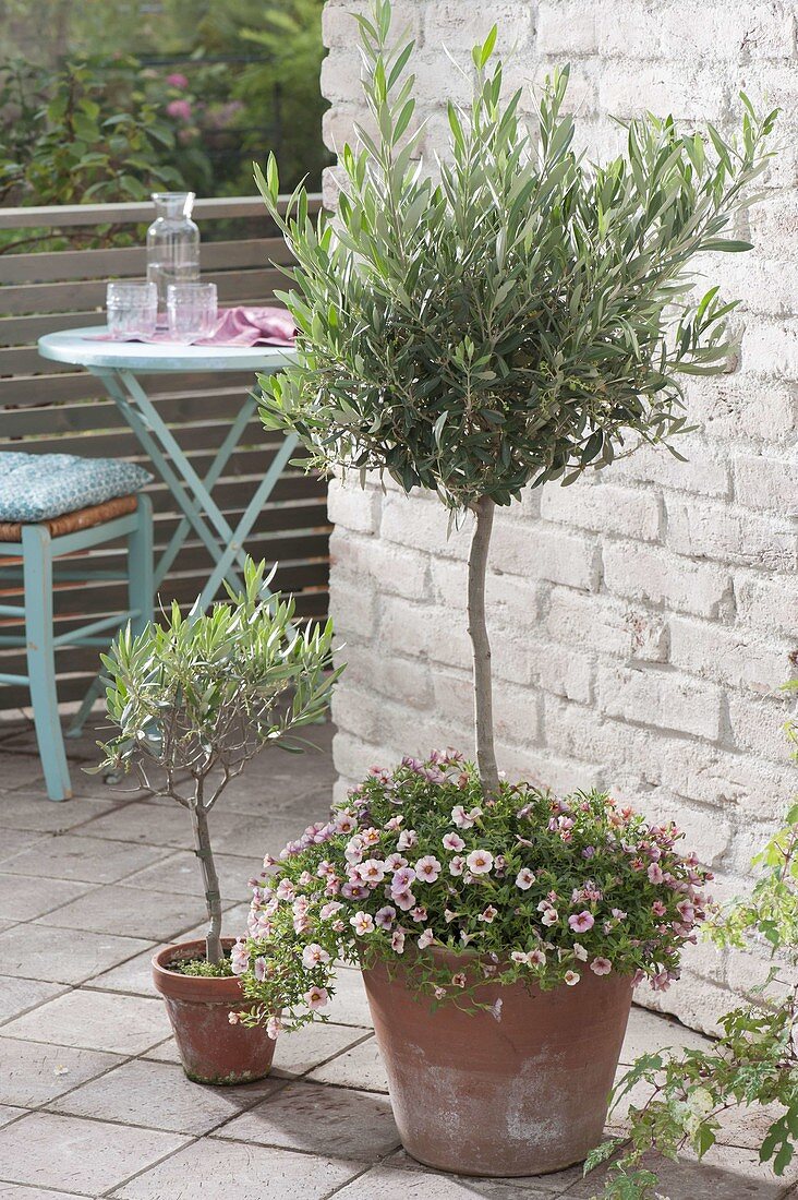 Olea europaea 'Peace Tree' planted with Calibrachoa